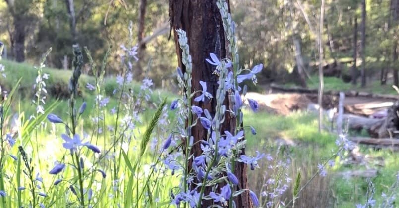 Advocacy for Mount George Conservation Park